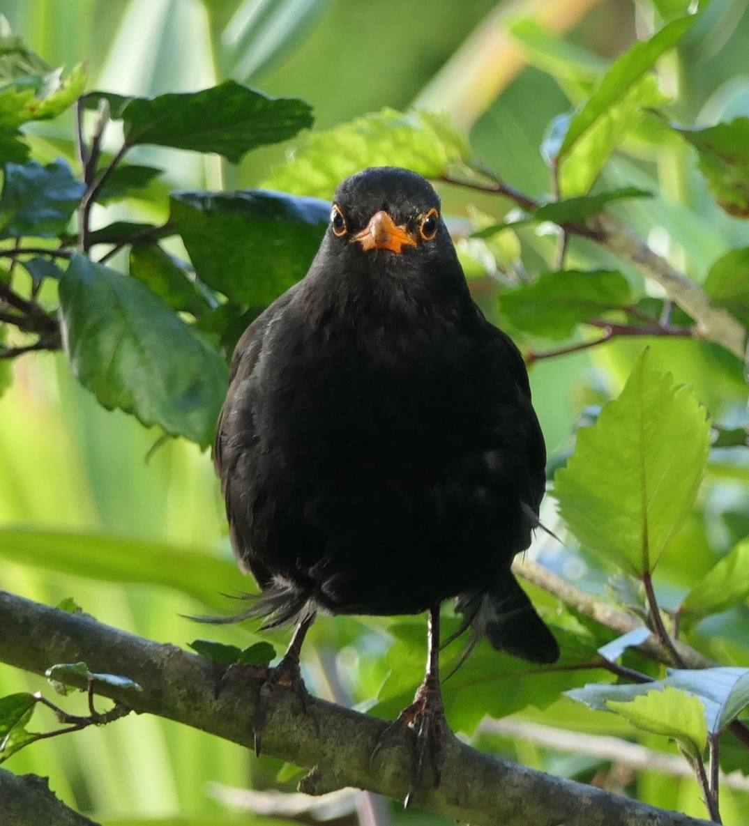 Eurasian Blackbird - ML611996133