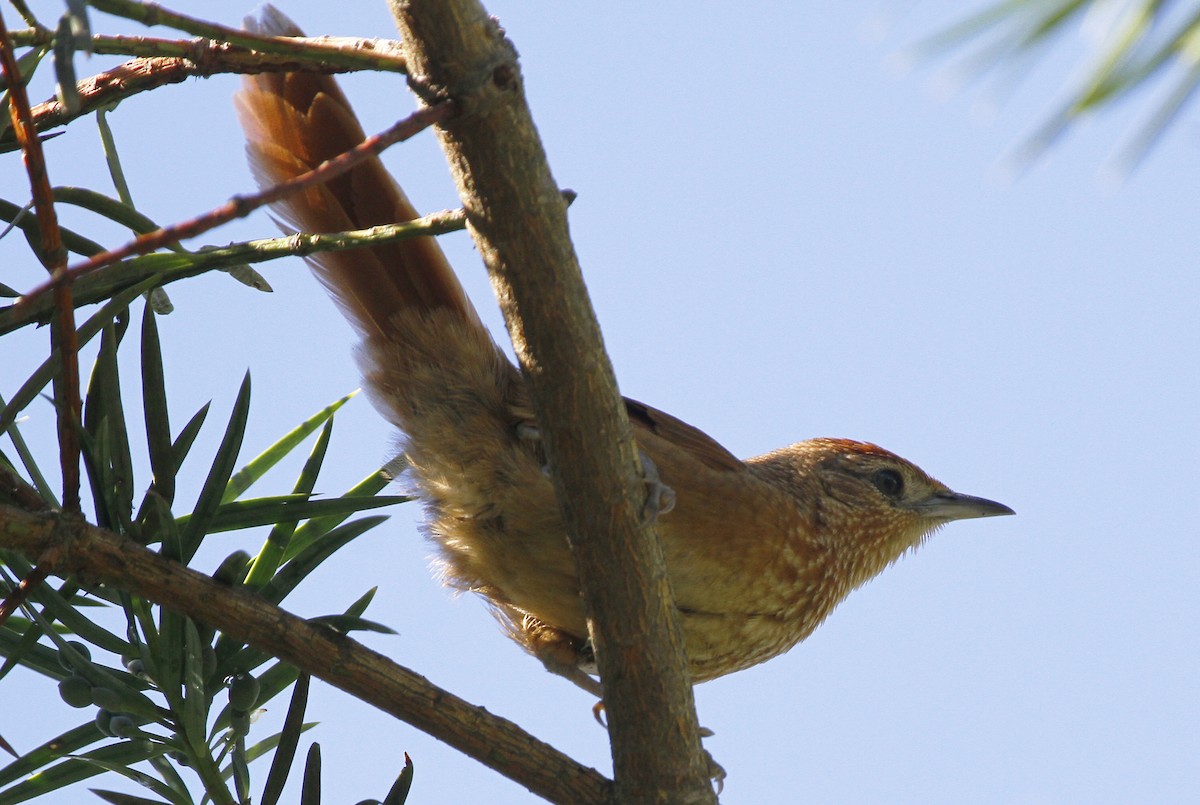 Spot-breasted Thornbird - ML611996306