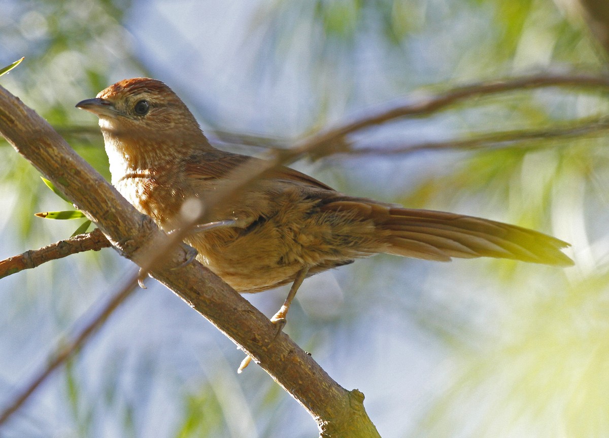 Spot-breasted Thornbird - ML611996312