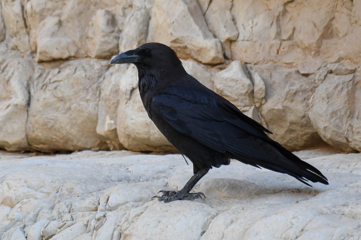 Brown-necked Raven - ML611996830