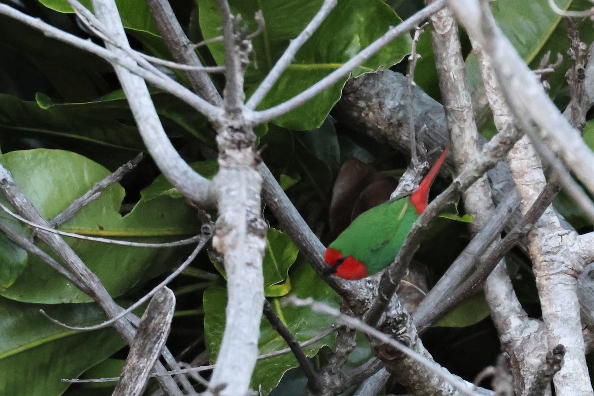 Red-throated Parrotfinch - ML611997071