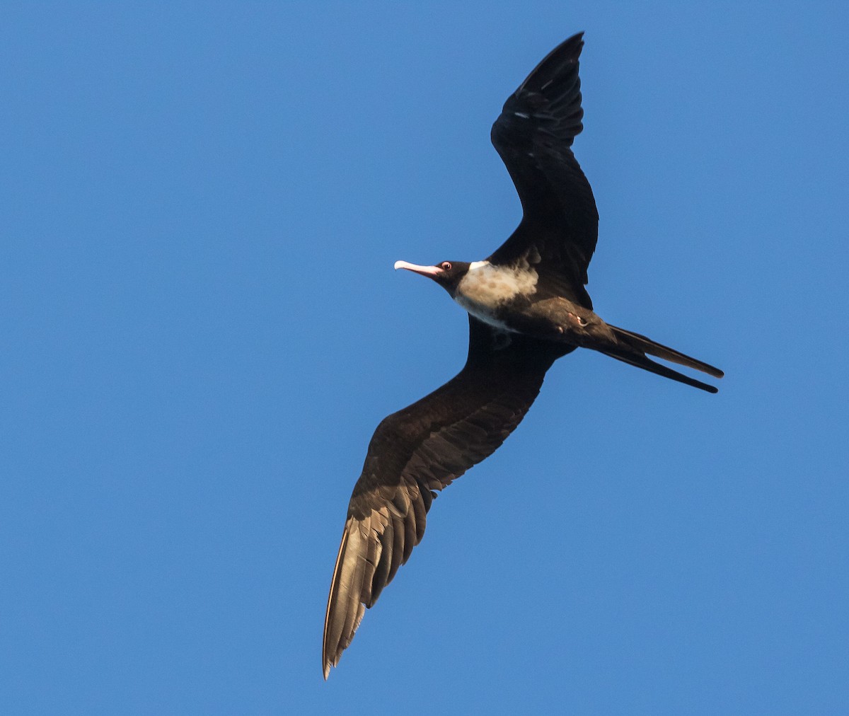 Lesser Frigatebird - John le Rond