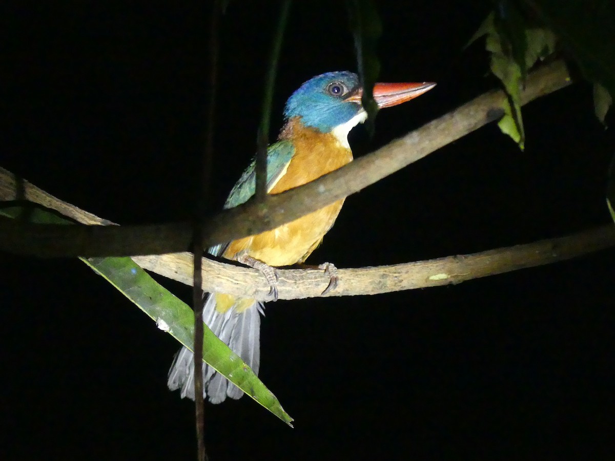 Green-backed Kingfisher (Blue-headed) - ML611997556