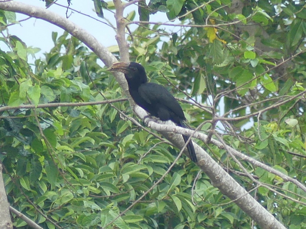 Sulawesi Hornbill (Dwarf) - ML611997570