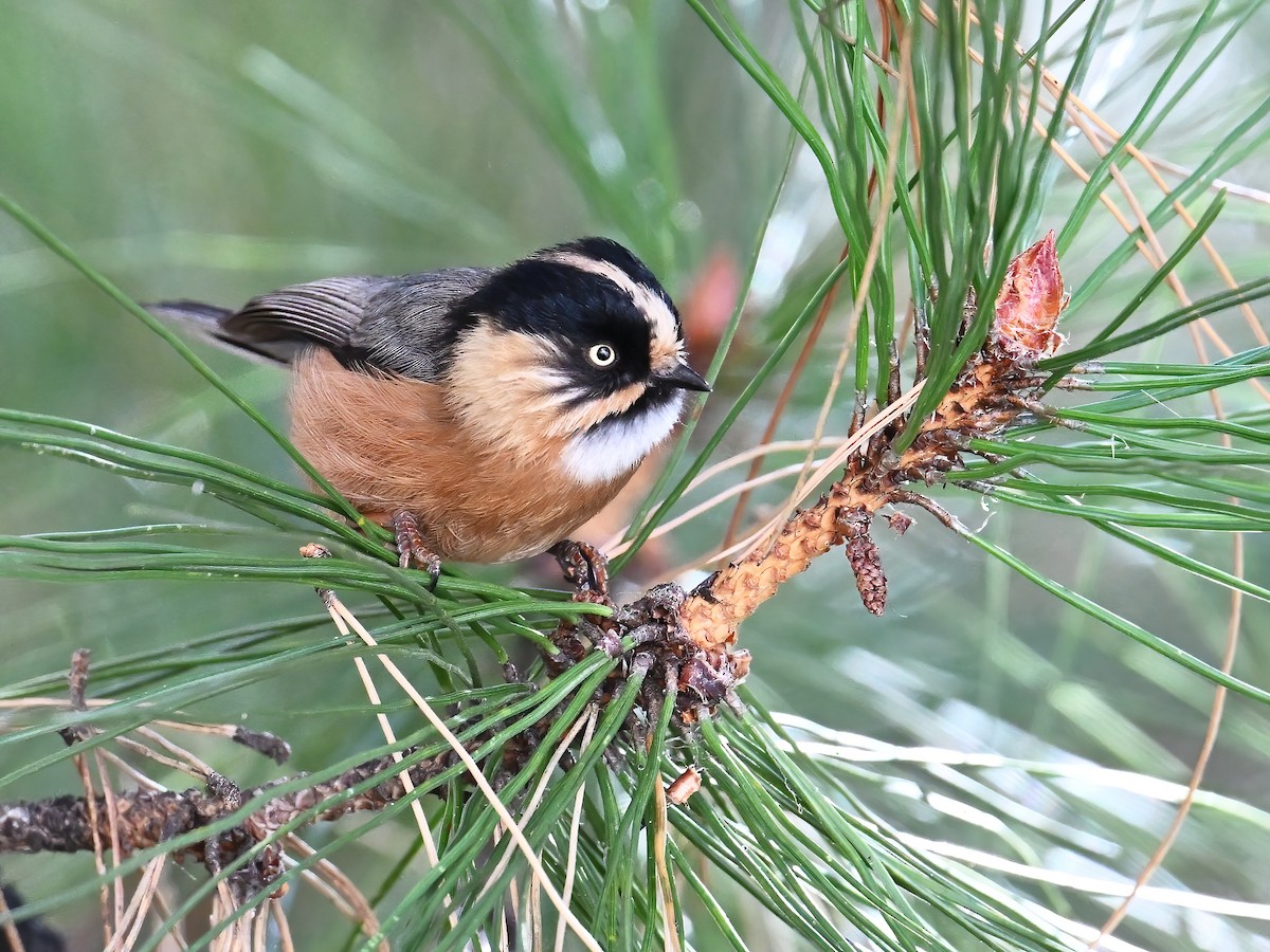Black-browed Tit (Rufous-fronted) - peng su
