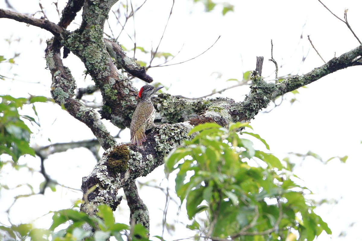 Golden-tailed Woodpecker (Golden-tailed) - ML611997759