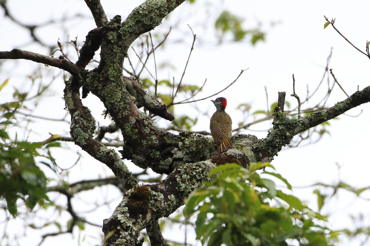 Golden-tailed Woodpecker (Golden-tailed) - ML611997761