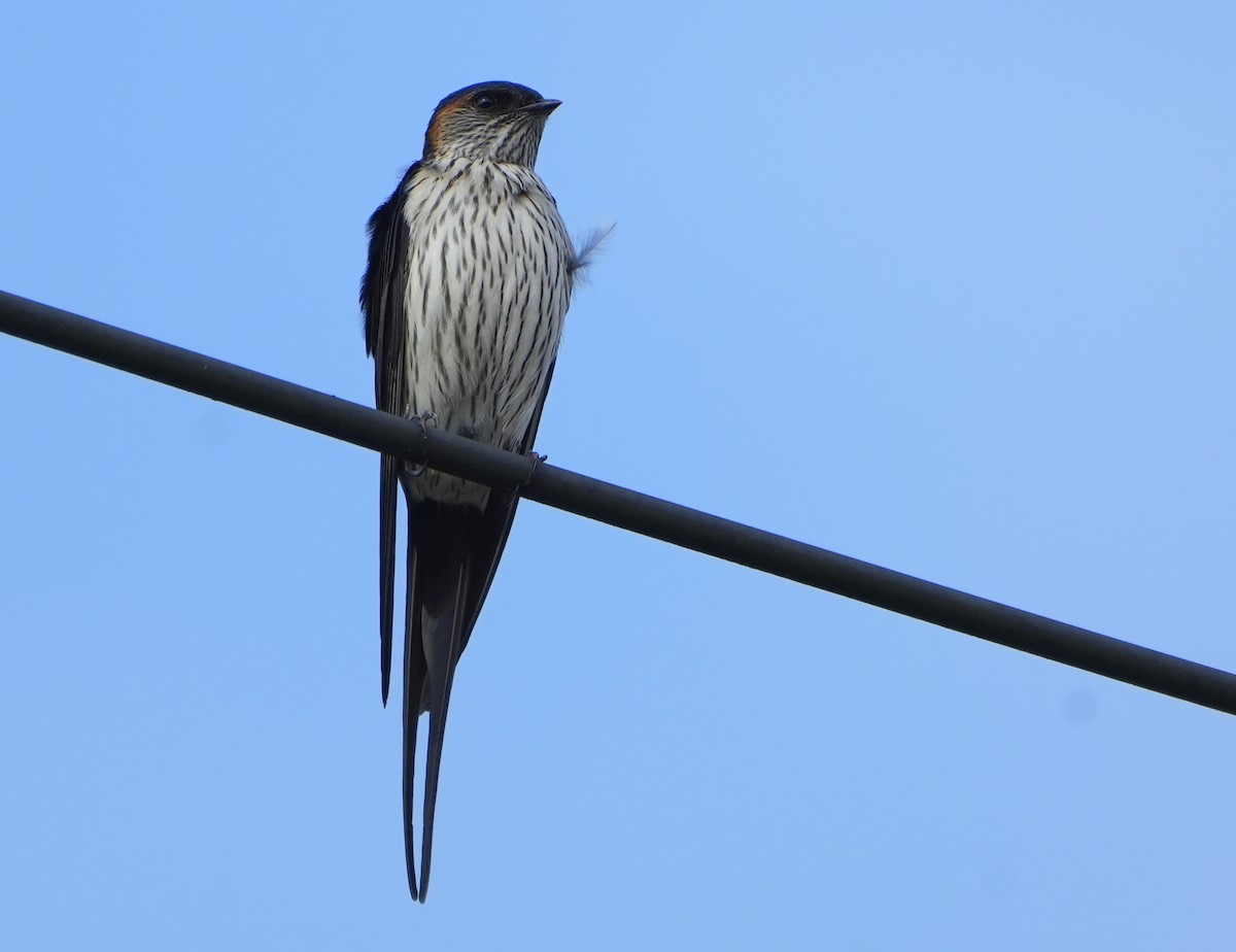 Striated Swallow - Jack Maynard