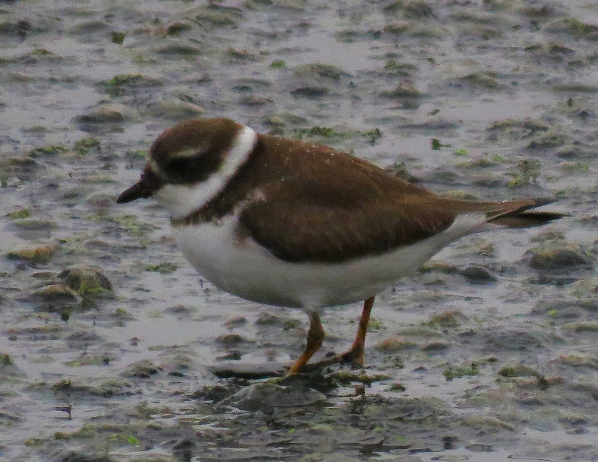 Semipalmated Plover - ML611998211