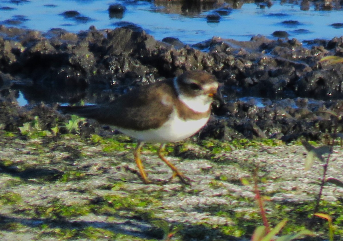 Semipalmated Plover - ML611998224