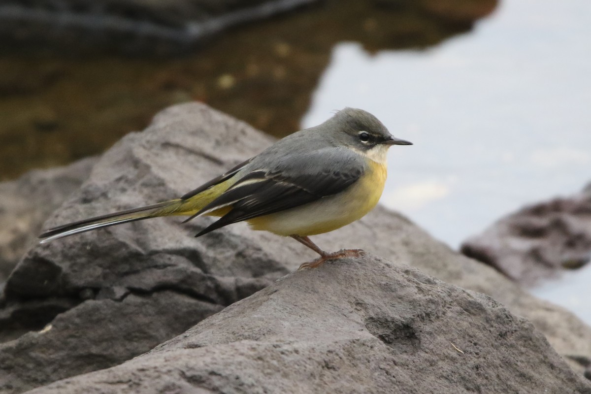 Gray Wagtail - ML611998384