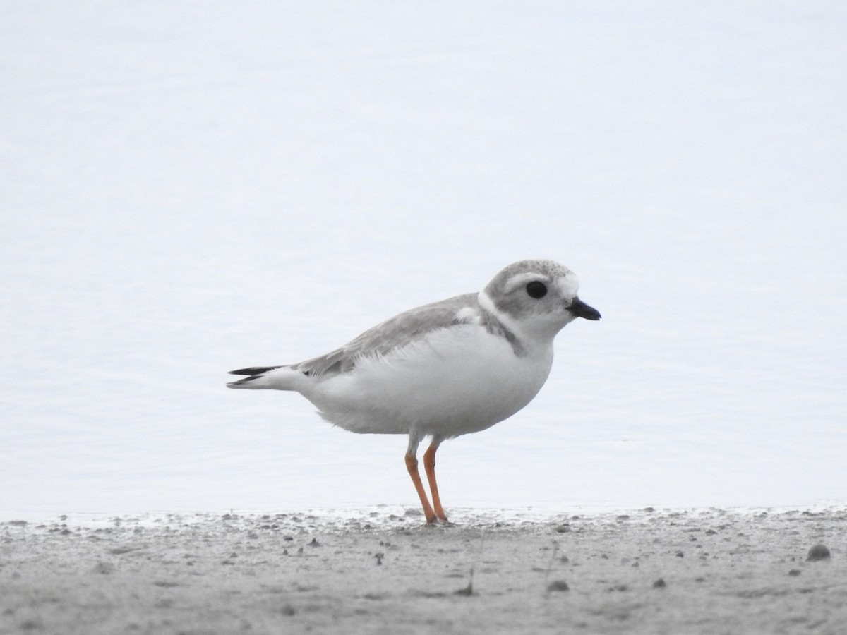 Piping Plover - ML611998727