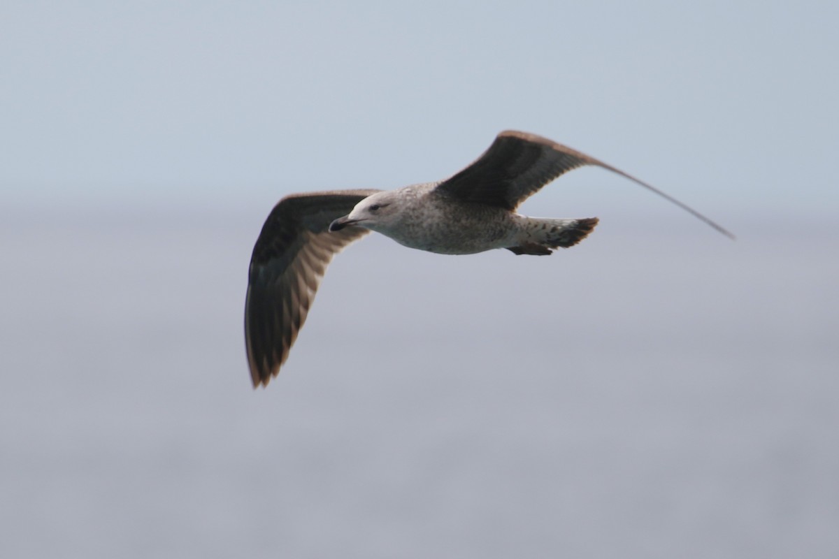 Yellow-legged Gull (atlantis) - ML611998731