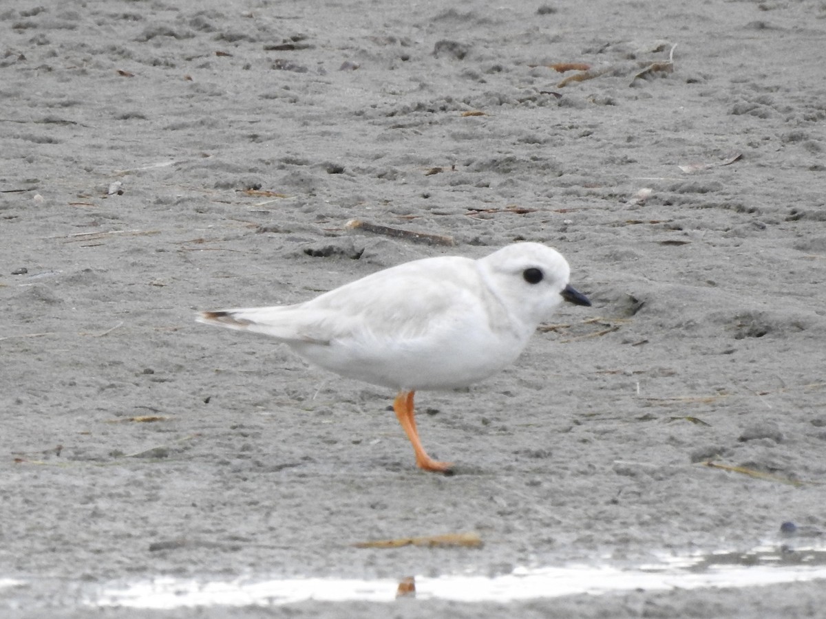 Piping Plover - ML611998747