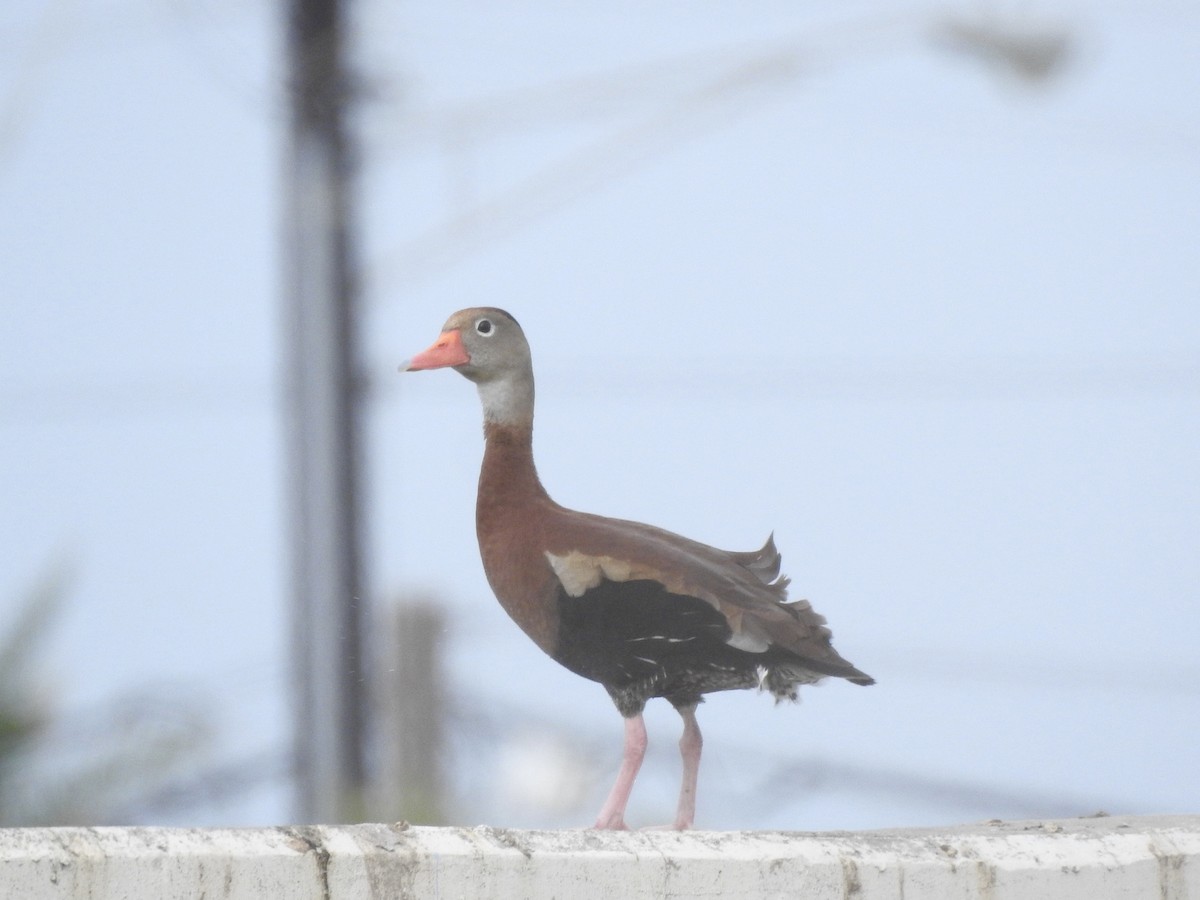Black-bellied Whistling-Duck - Peyton Cook