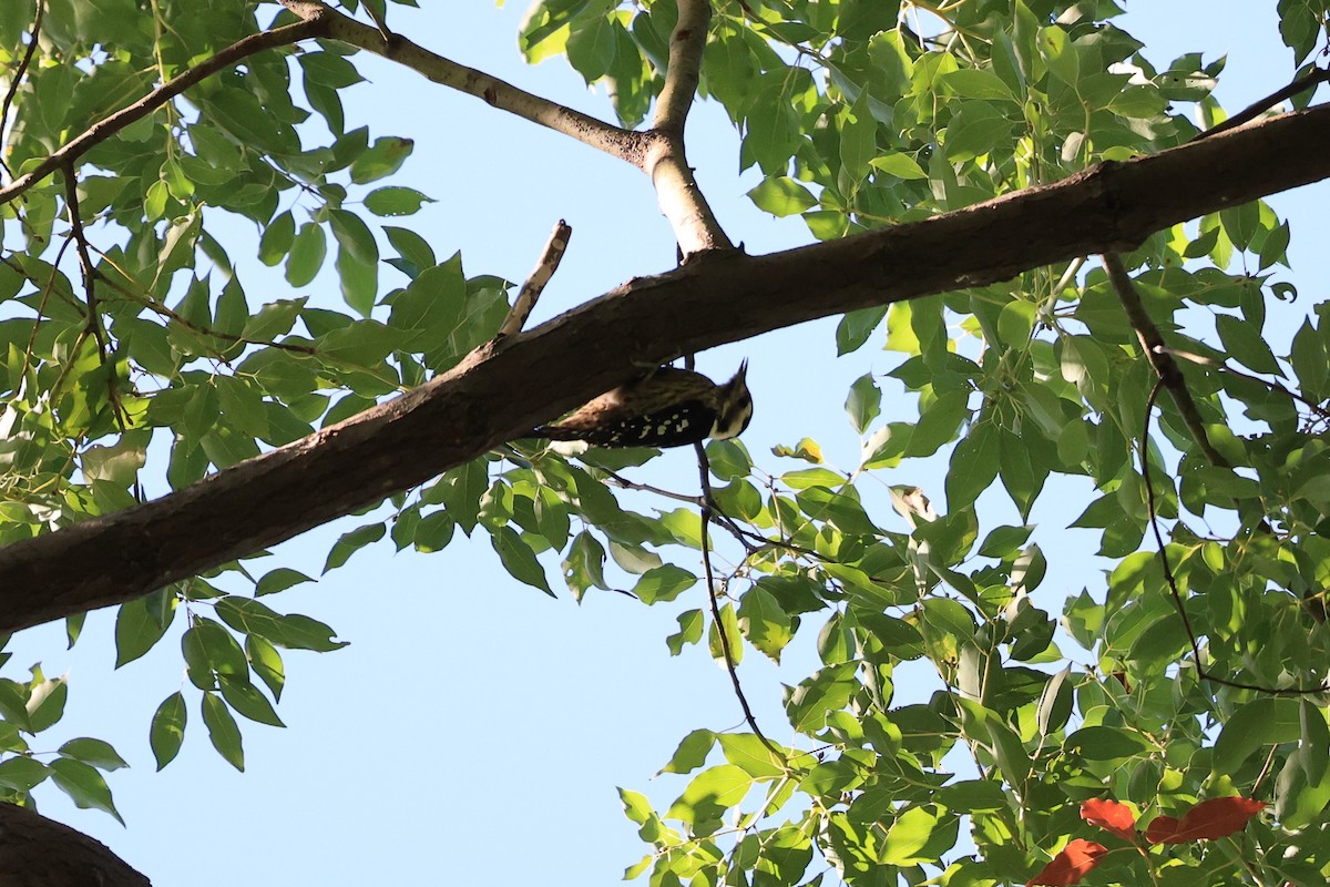 Gray-capped Pygmy Woodpecker - ML611998841