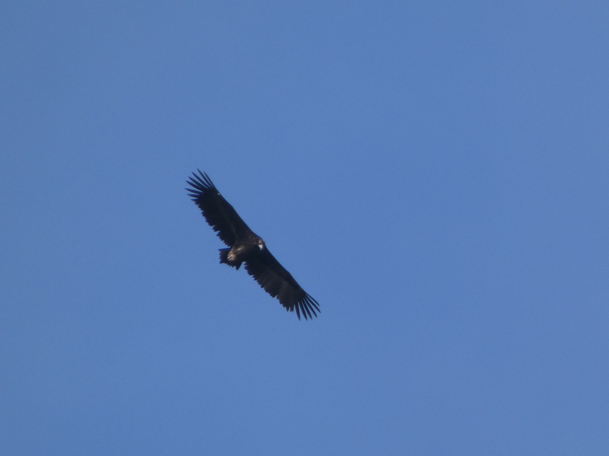 Cinereous Vulture - ML611998899