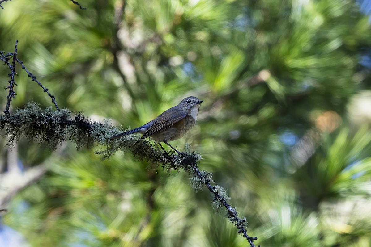 Red-flanked Bluetail - ML611999106
