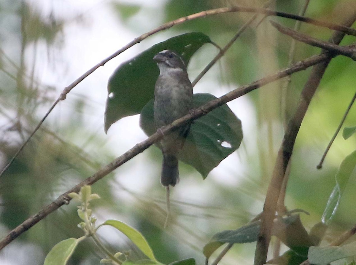 Buffy-fronted Seedeater - ML611999109
