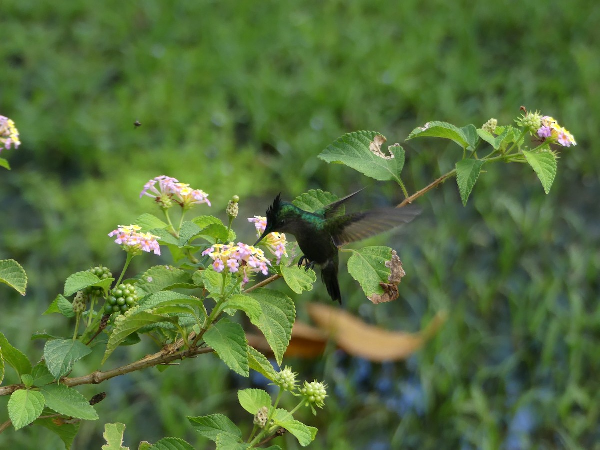 Antillean Crested Hummingbird - ML611999166