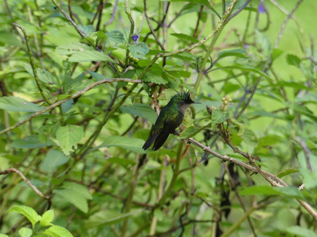 Antillean Crested Hummingbird - ML611999172