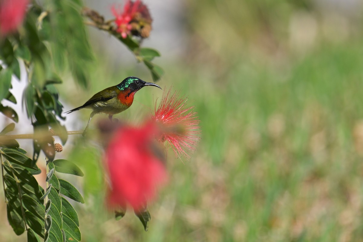 Fork-tailed Sunbird (Fork-tailed) - Ting-Wei (廷維) HUNG (洪)
