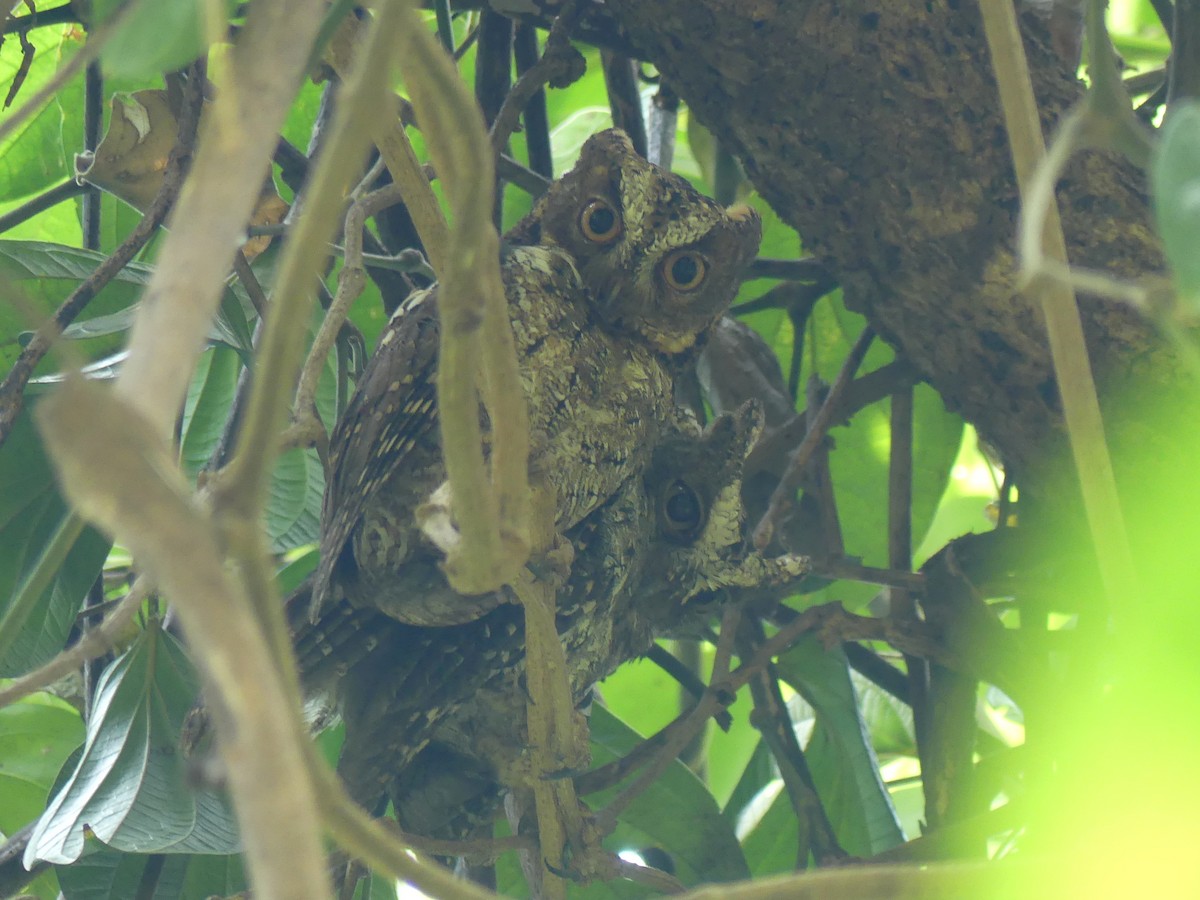 Sulawesi Scops-Owl - ML611999776