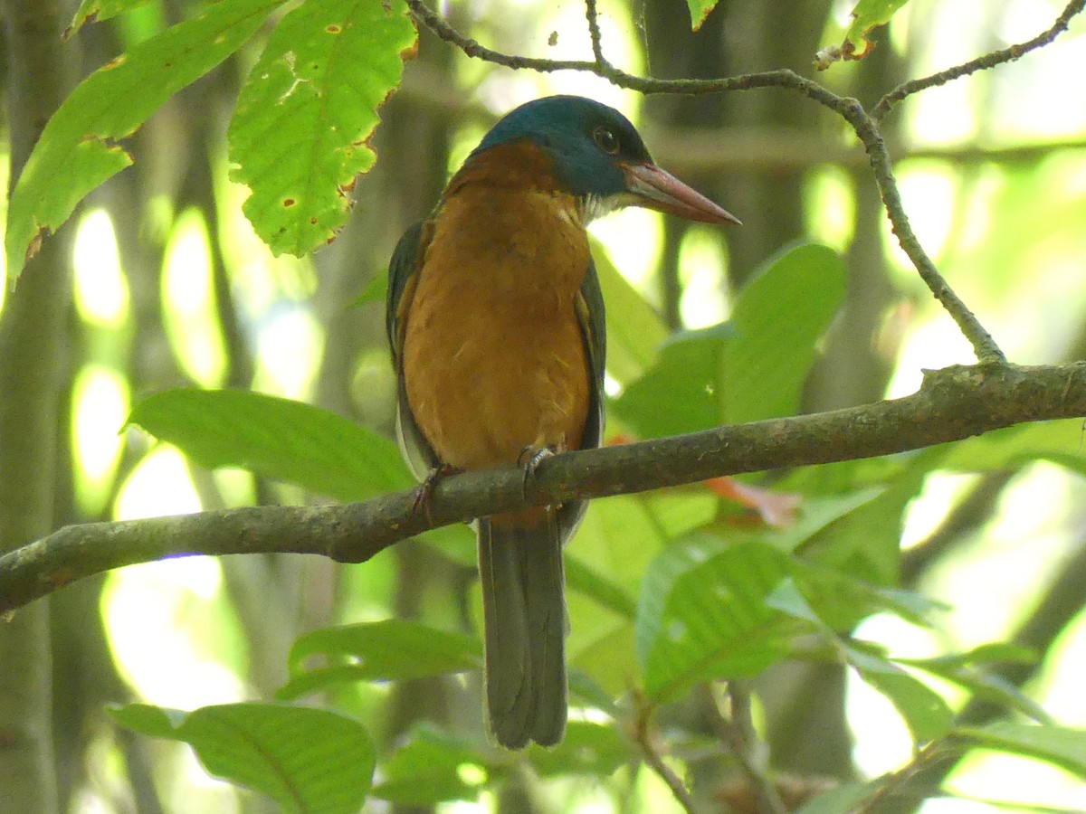 Green-backed Kingfisher (Blue-headed) - ML611999792