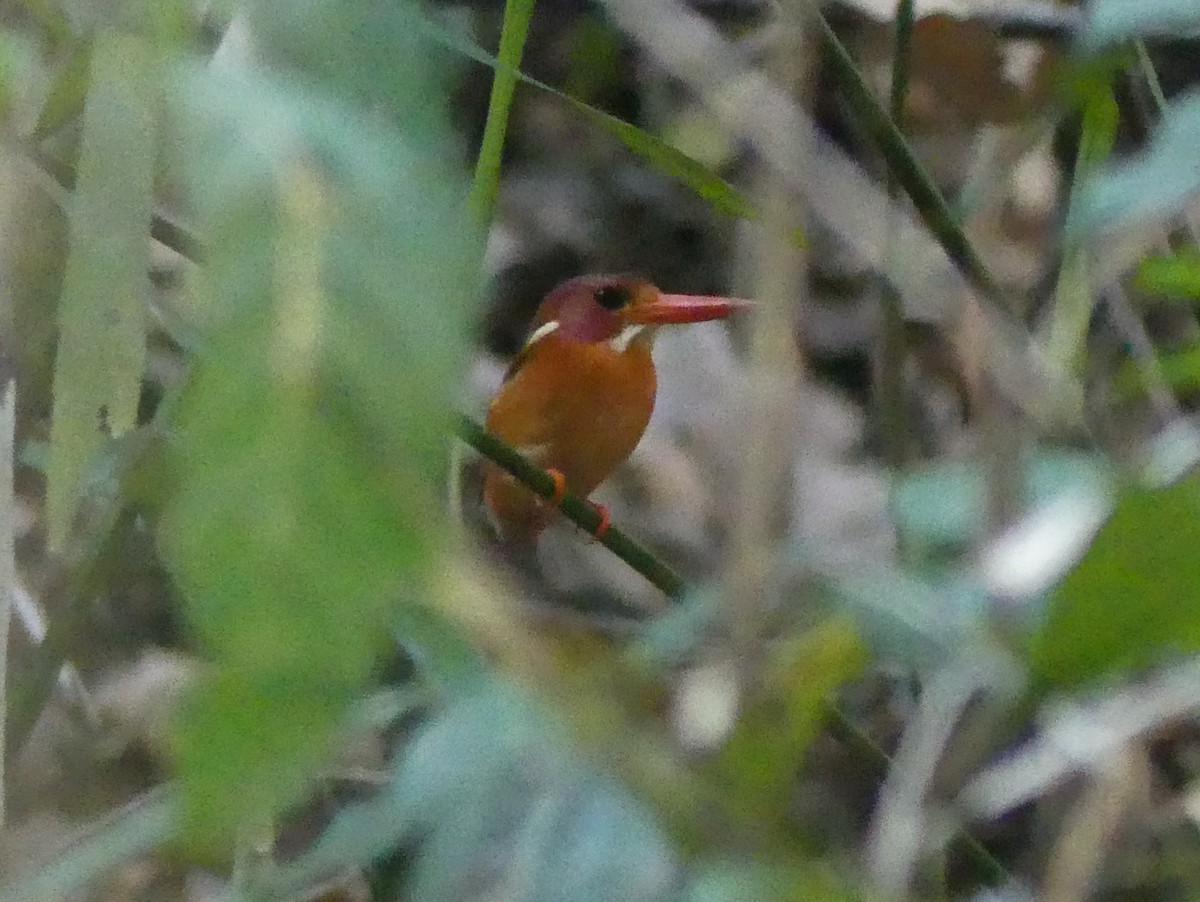 Sulawesi Dwarf-Kingfisher - ML611999819