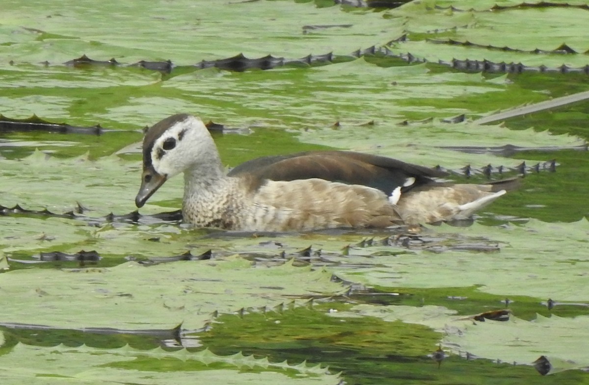 ebird-india-checklist-7-dec-2023-oonaiyur-big-tank-40-species