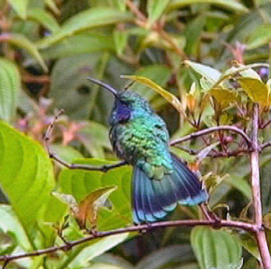 Lesser Violetear (Costa Rican) - ML612000192