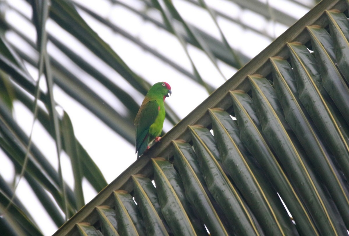 Sulawesi Hanging-Parrot - Yovie Jehabut