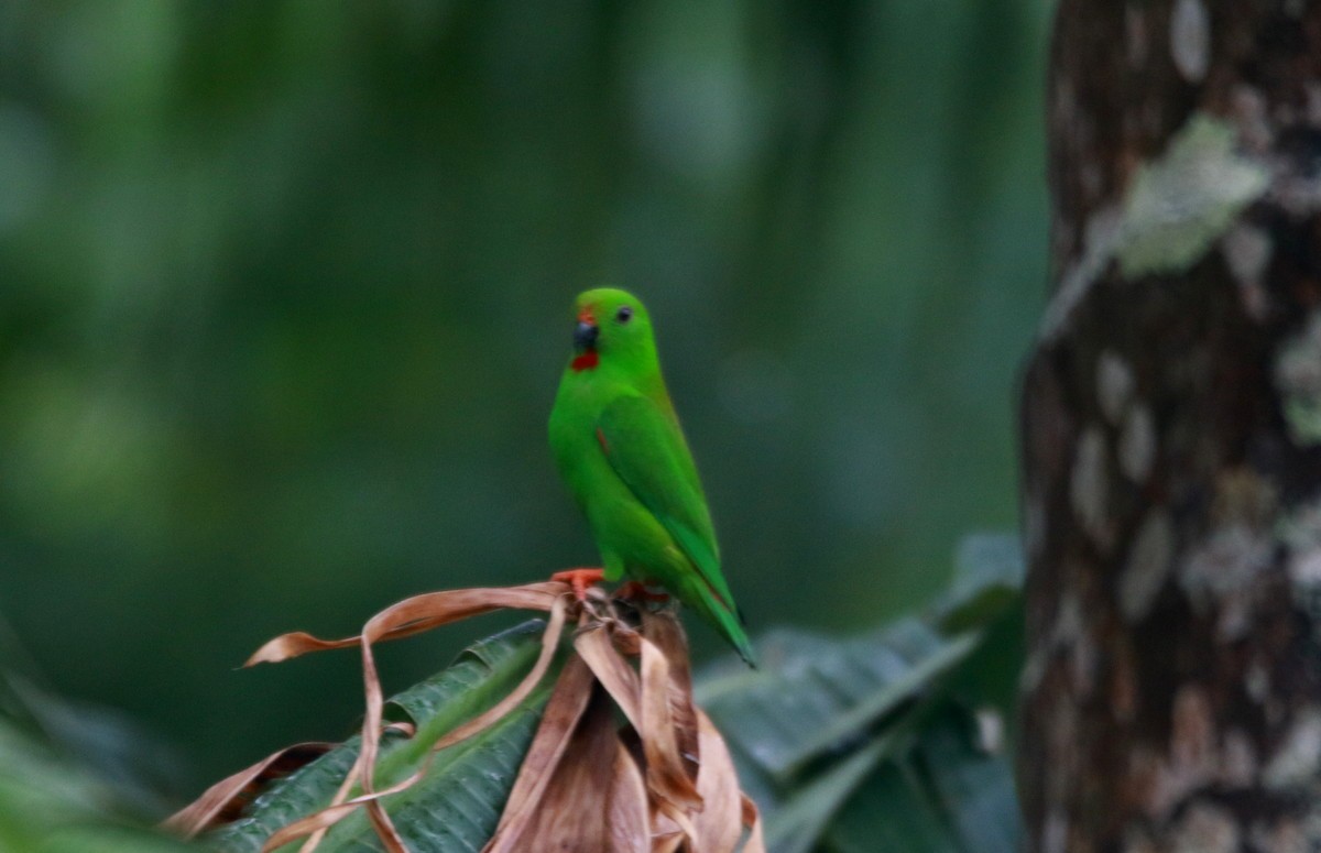 Sulawesi Hanging-Parrot - Yovie Jehabut