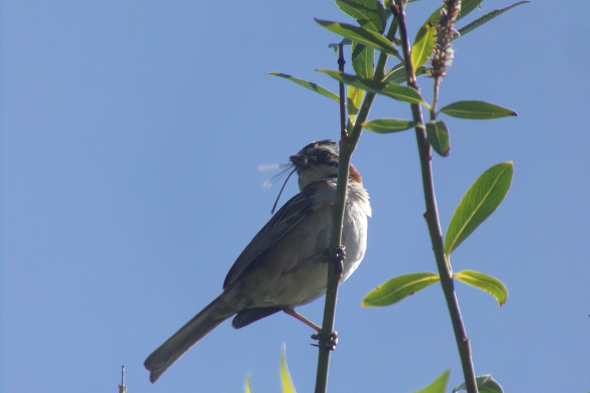 Rufous-collared Sparrow - ML612000472