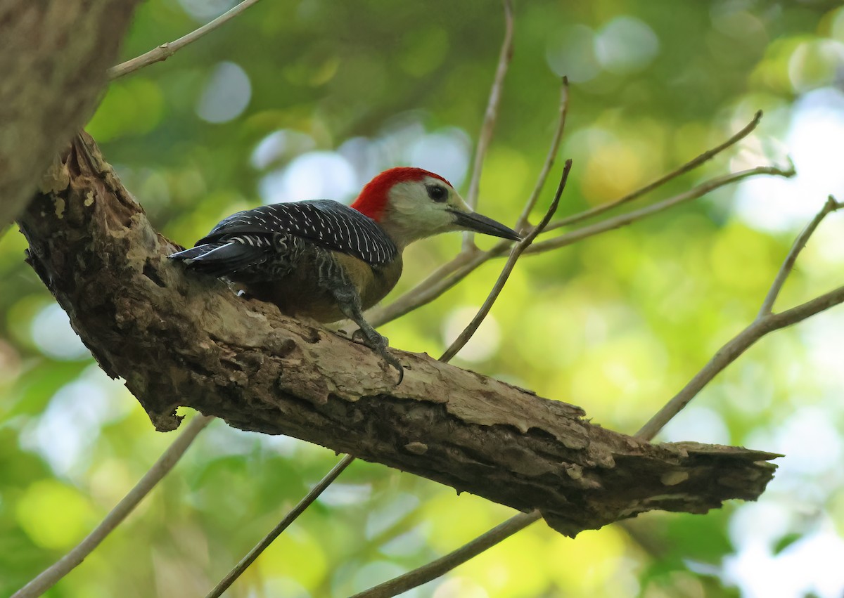 Jamaican Woodpecker - ML612000480