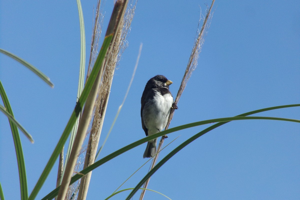 Double-collared Seedeater - Lucas Rui