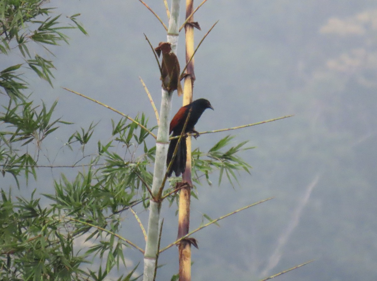 Greater Coucal - ML612000529