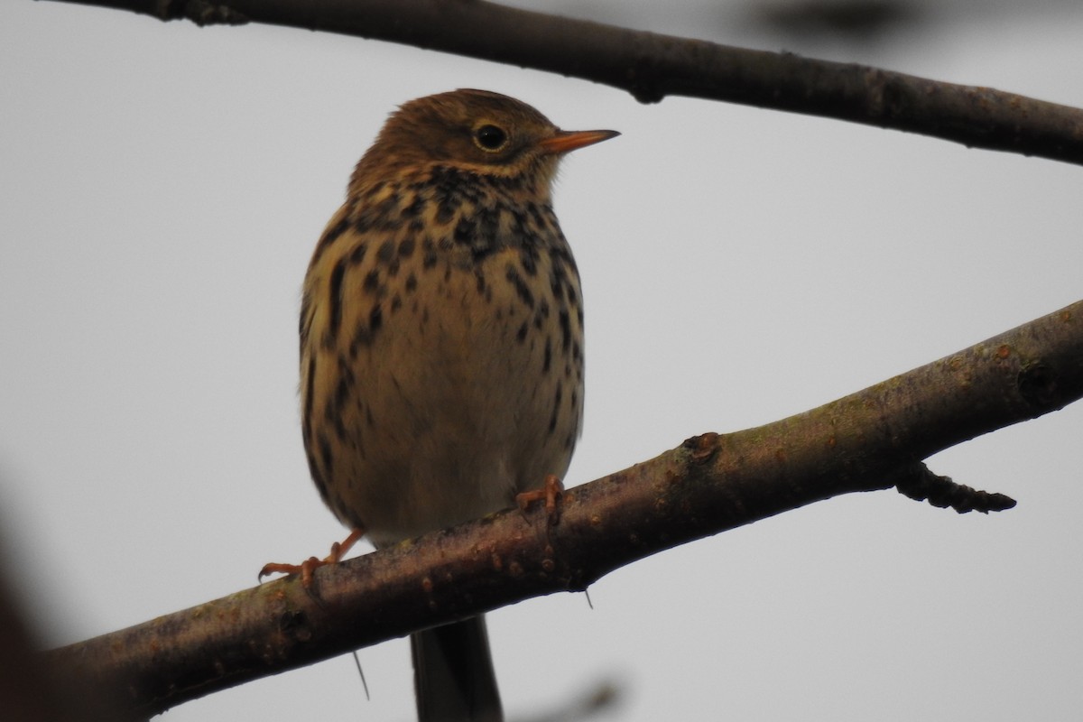 Meadow Pipit - ML612000623