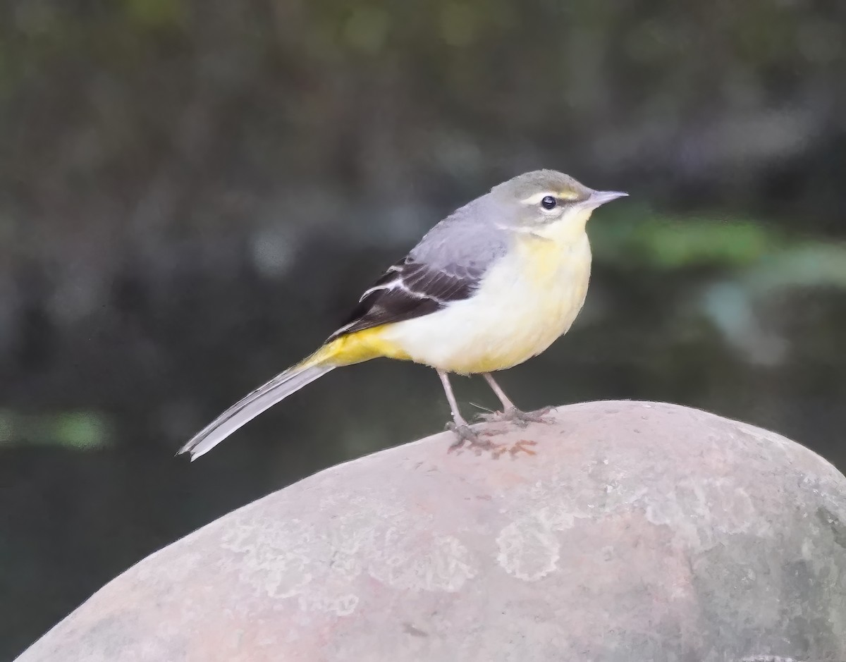 Gray Wagtail - ML612000629