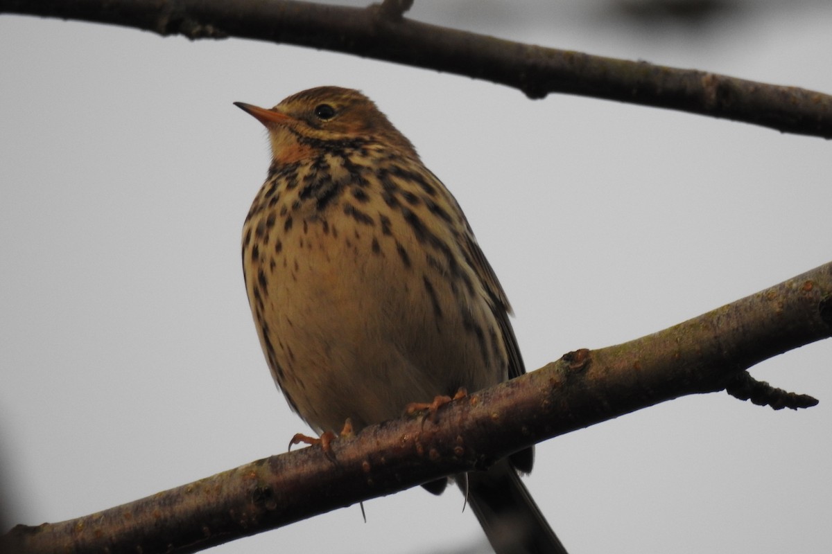 Meadow Pipit - ML612000637
