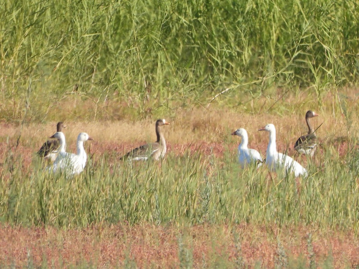 Greater White-fronted Goose - ML612000655