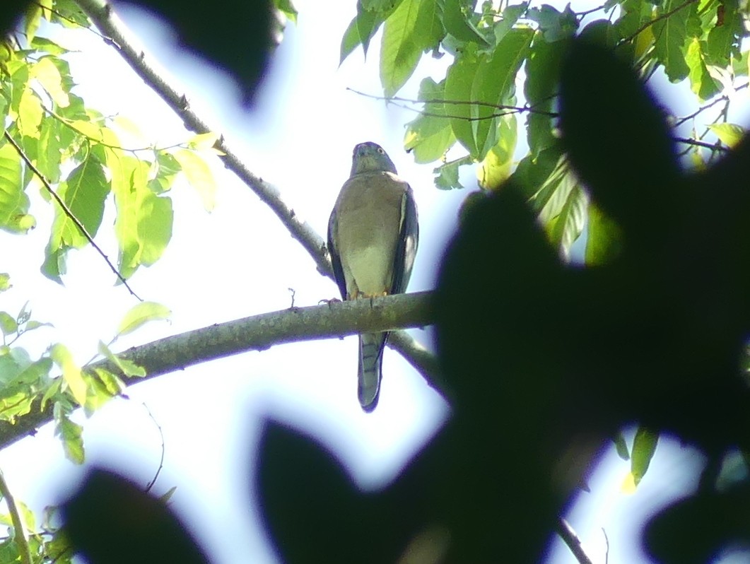 Chinese Sparrowhawk - ML612000767
