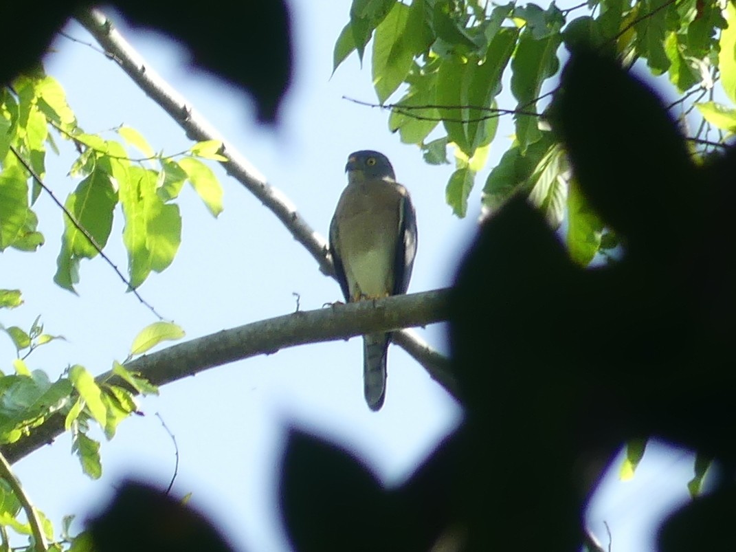 Chinese Sparrowhawk - ML612000768