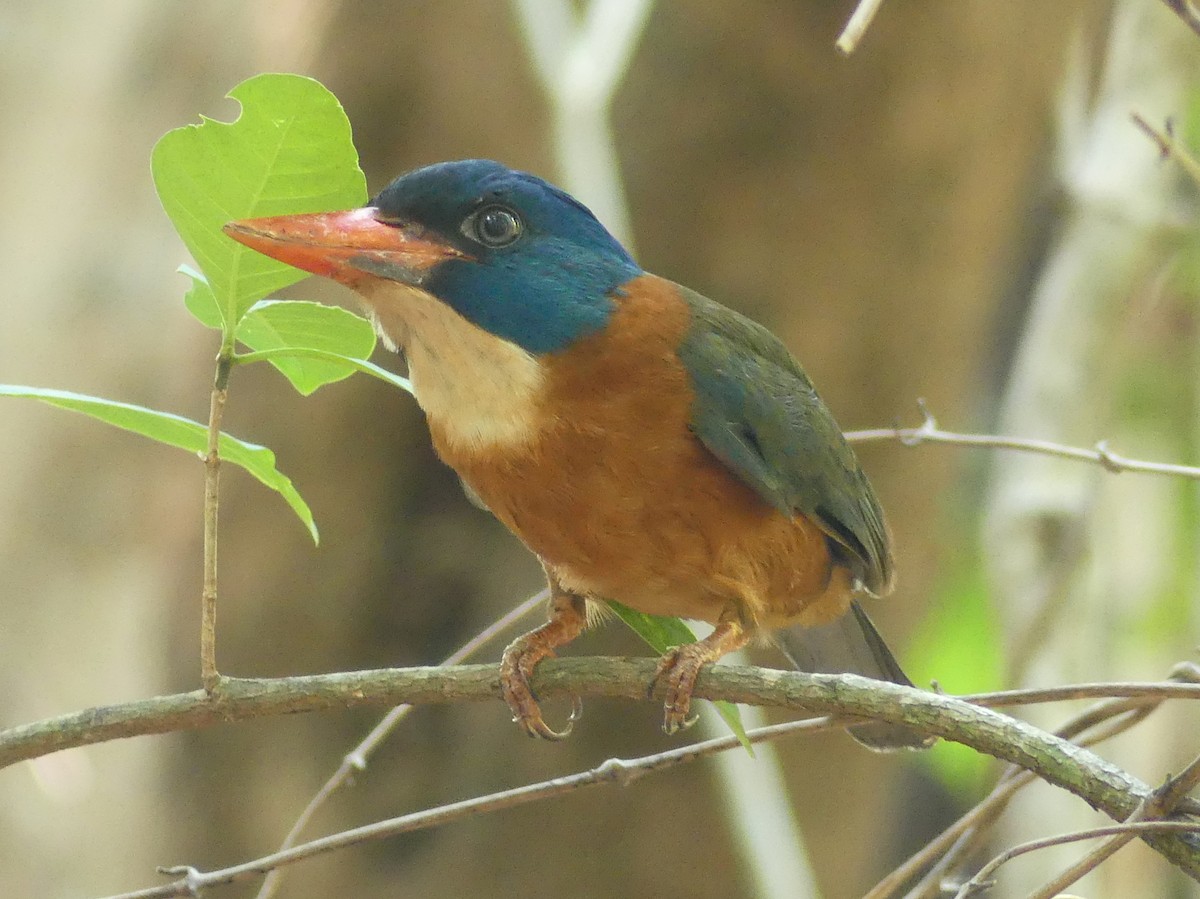 Green-backed Kingfisher (Blue-headed) - ML612000773