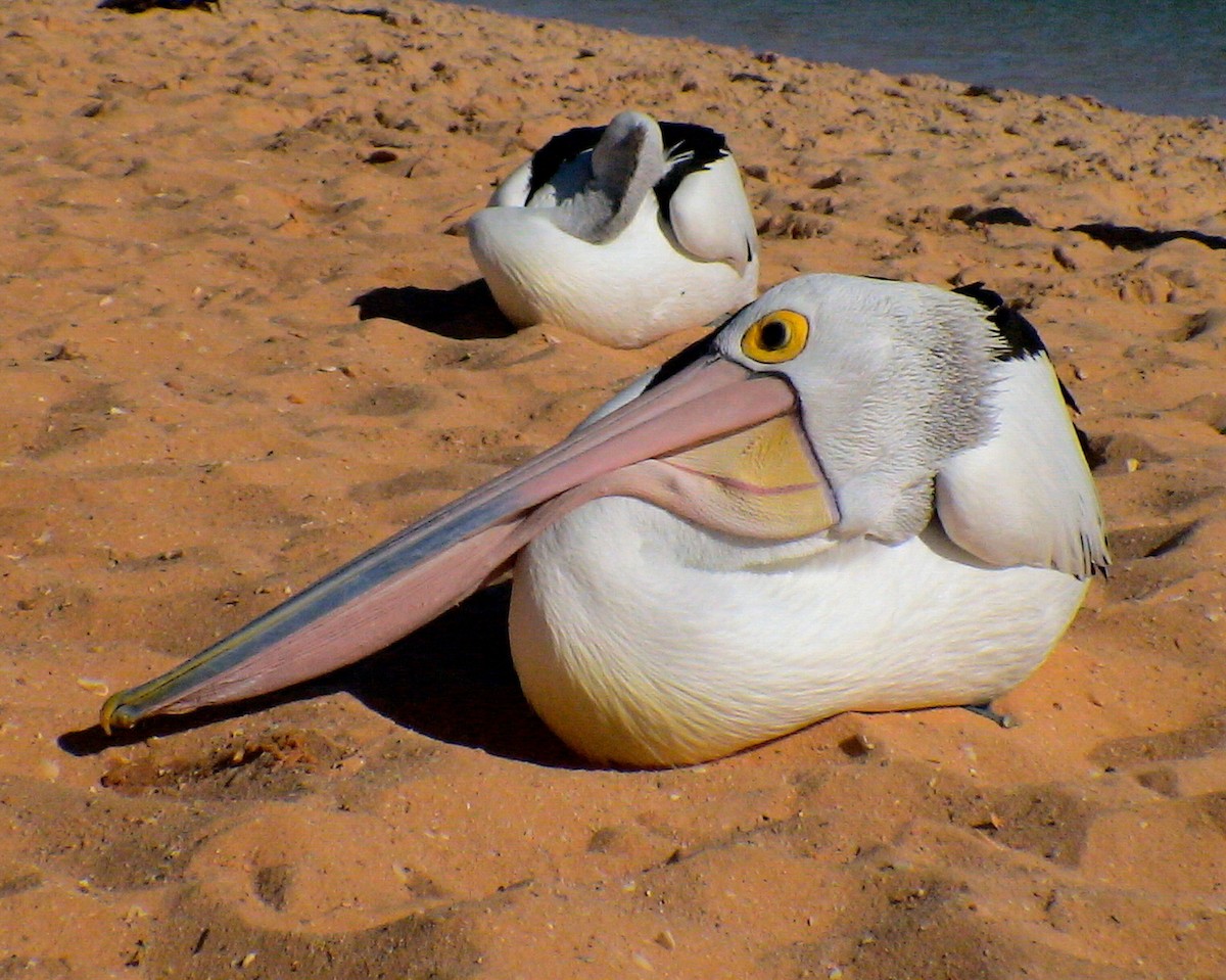 Australian Pelican - ML612000843