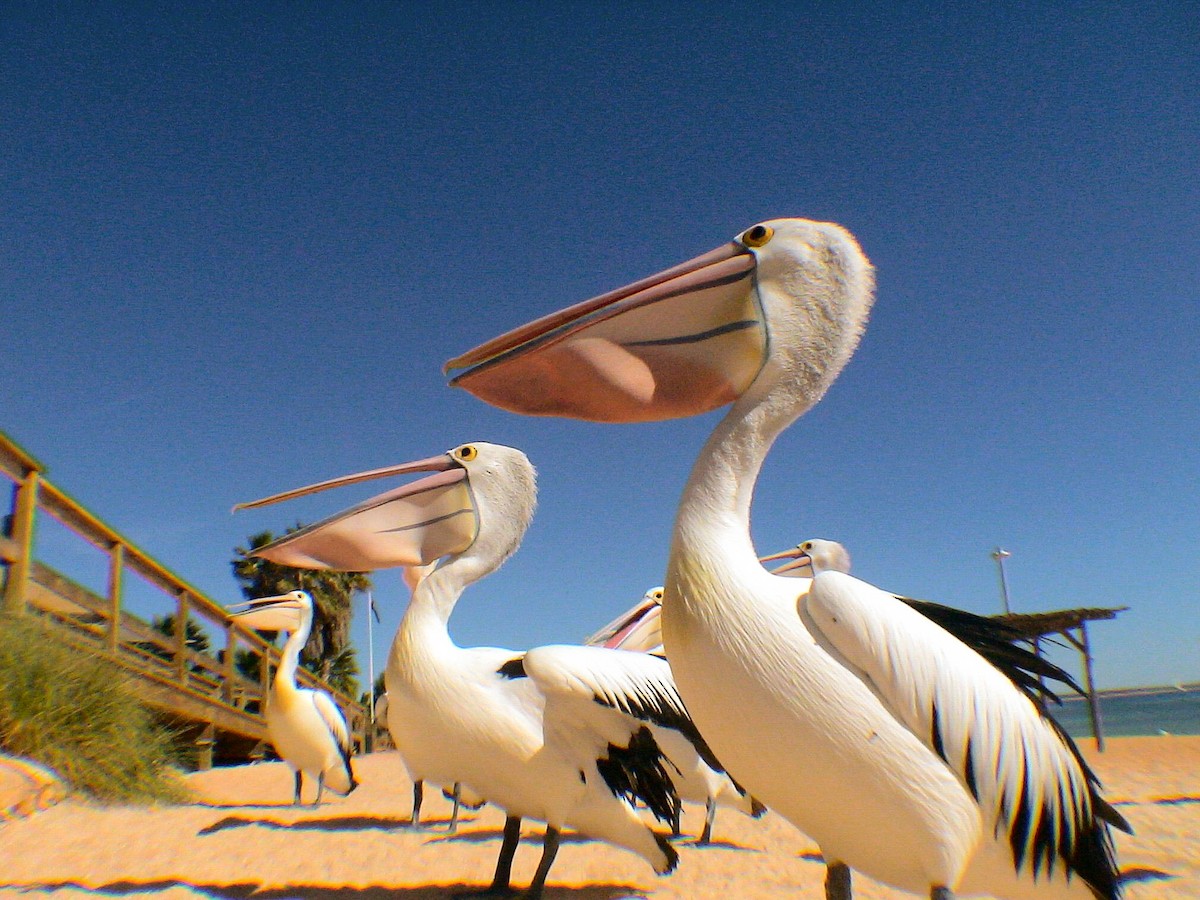 Australian Pelican - ML612000846