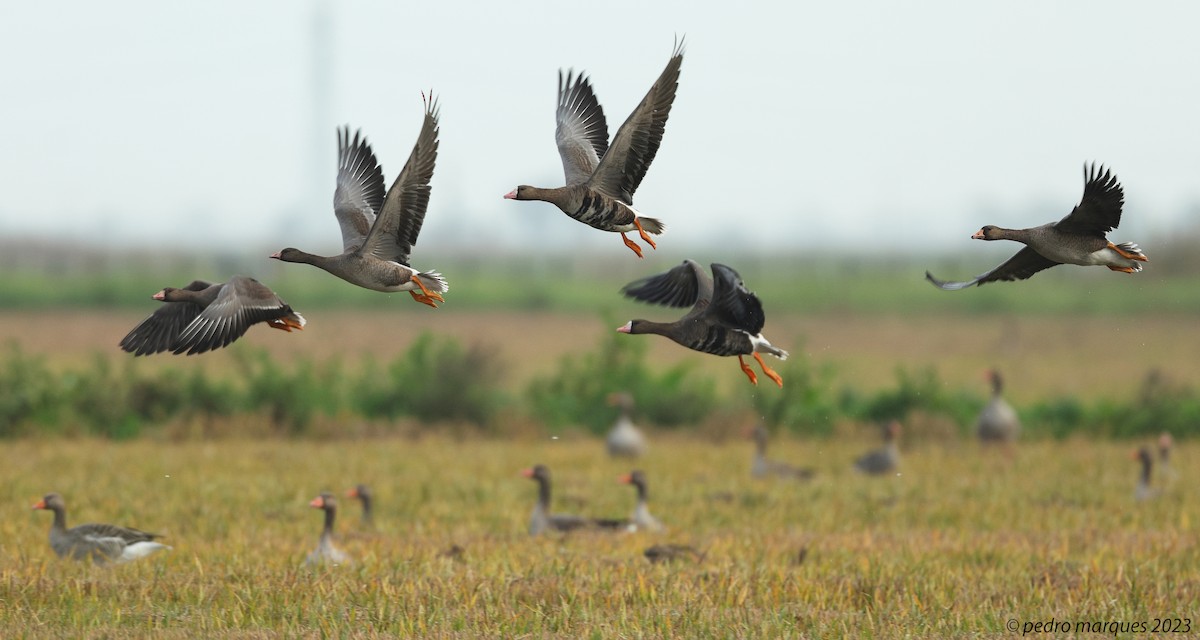 Greater White-fronted Goose - ML612000880