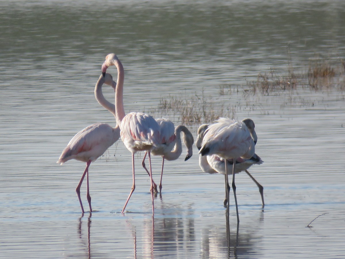Greater Flamingo - ML612000938