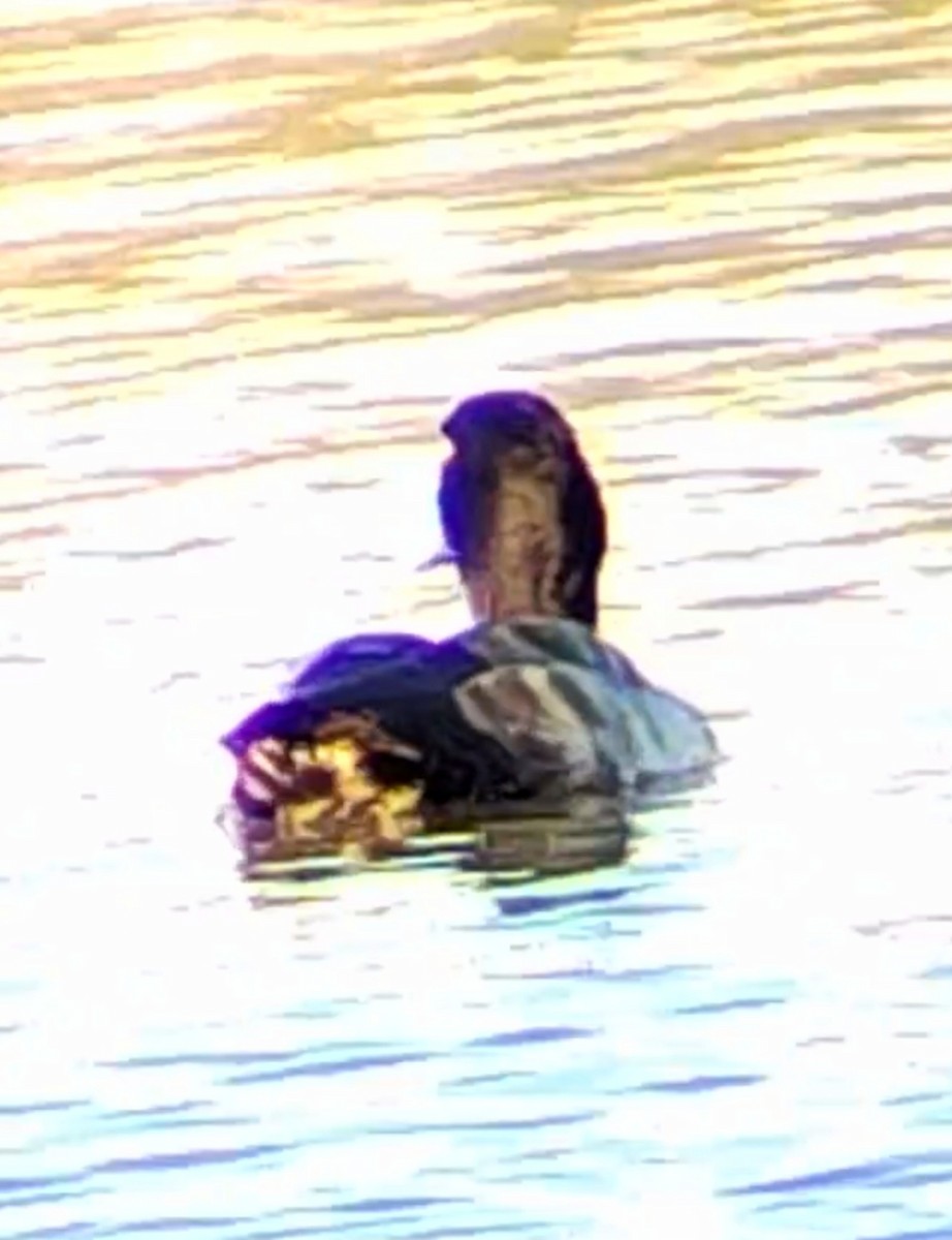Greater Scaup - ML612001089