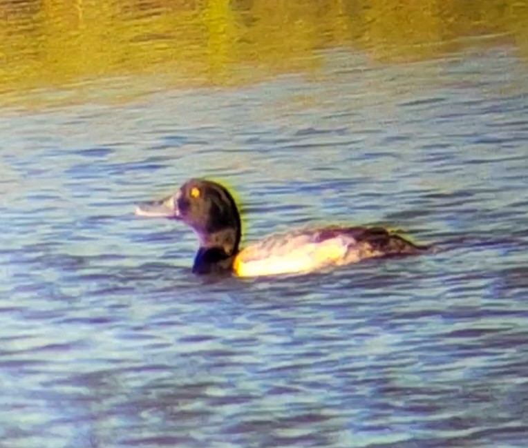 Greater Scaup - ML612001090